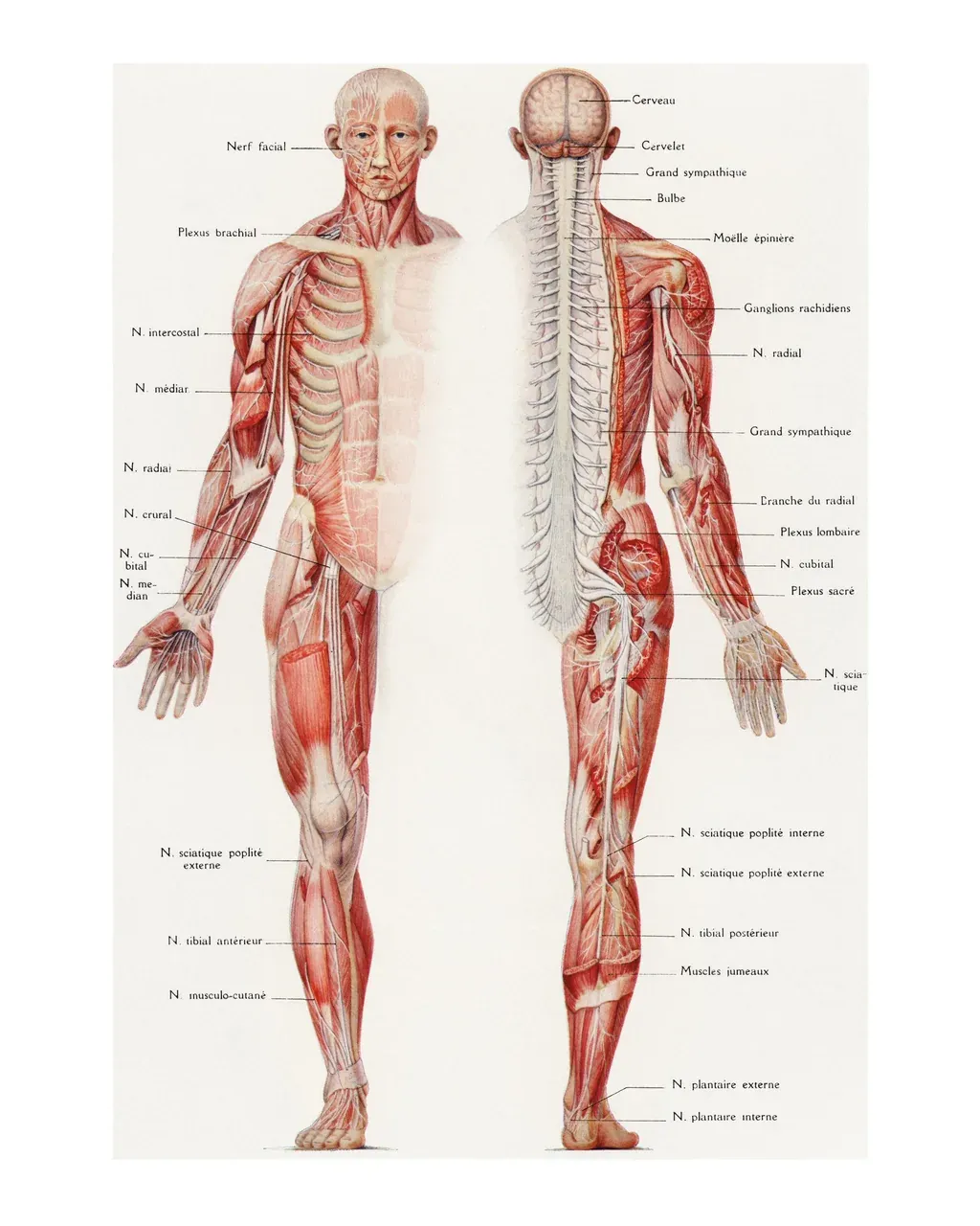 Planche anatomie vintage — illustration de l'article « Corps humain, ces révélations improbables dont vous ne reviendrez pas »