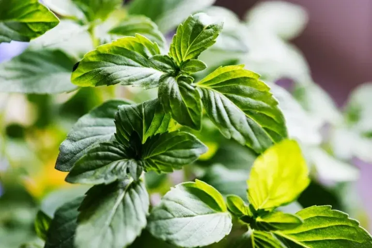 menthe-bienfaits