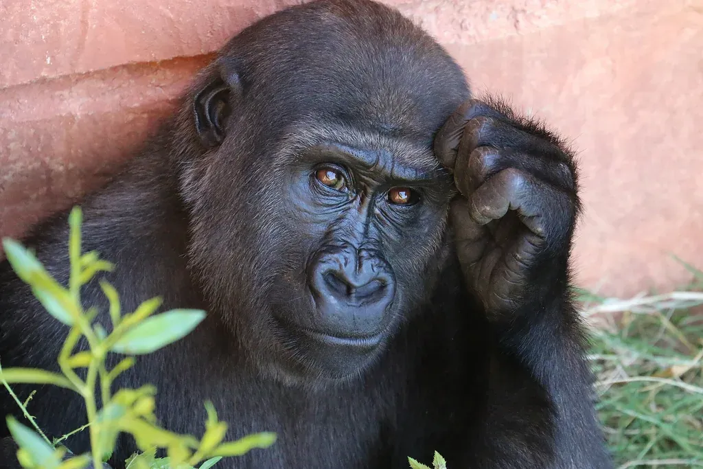 Portrait d'un grand singe pensif