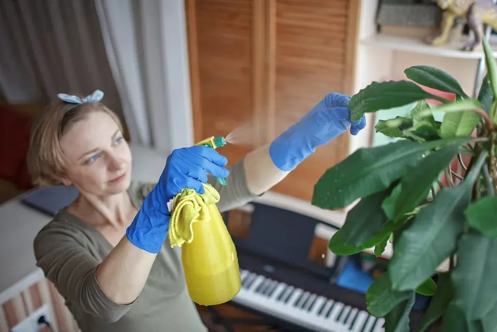 Une femme nettoie les feuilles des plantes de la maison près de la fenêtre