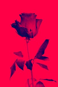 Rose rouge sur fond rouge vif