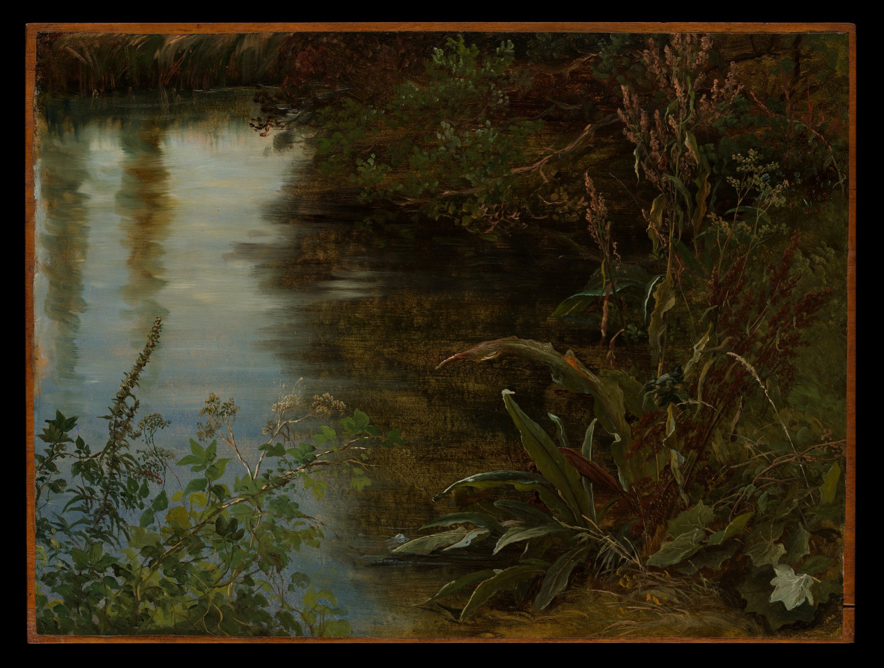 Paysage de rivière bordée de végétation