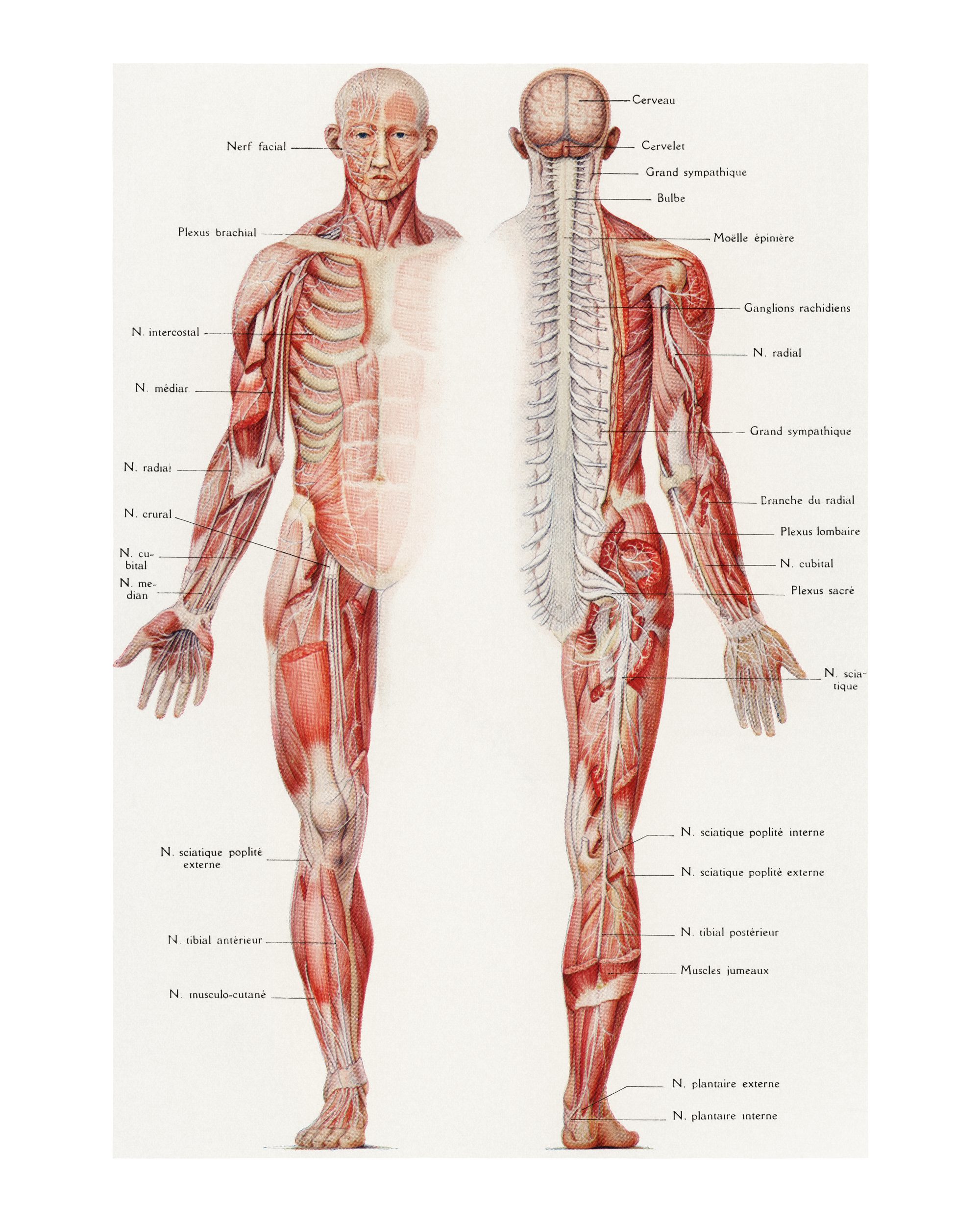 Planche anatomie vintage — illustration de l'article « Corps humain, ces révélations improbables dont vous ne reviendrez pas »