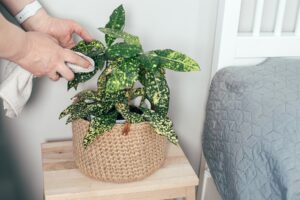 Plante verte posée dans un panier tressé près d'un fauteuil, ambiance intérieure cosy